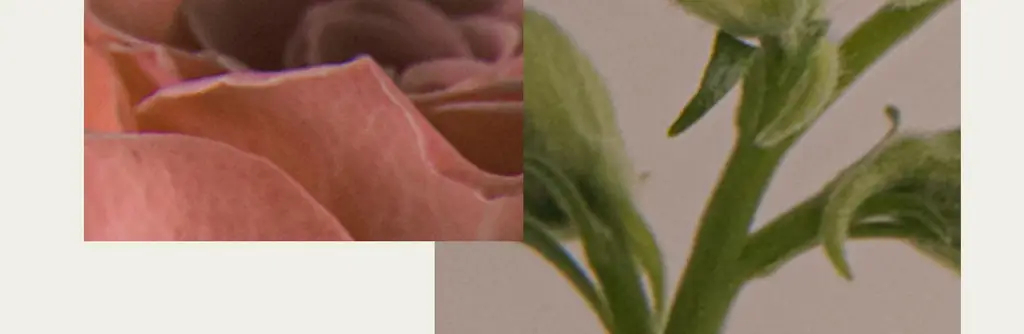 [리얼여름장미향]든향 퍼퓸 디퓨저 생장미 120ml 상세페이지 23